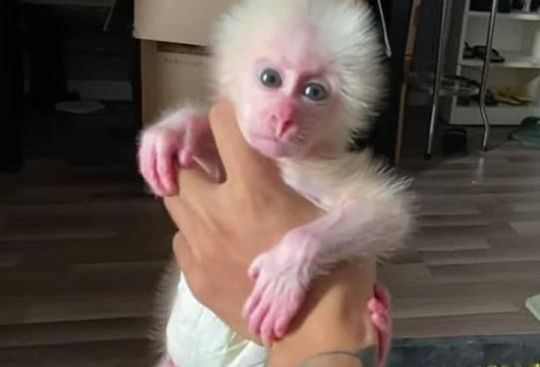 For ever home capuchin monkey for sale