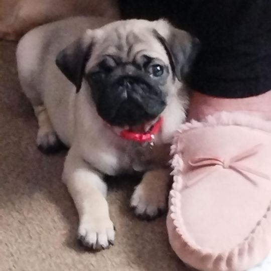 For the love of a pug