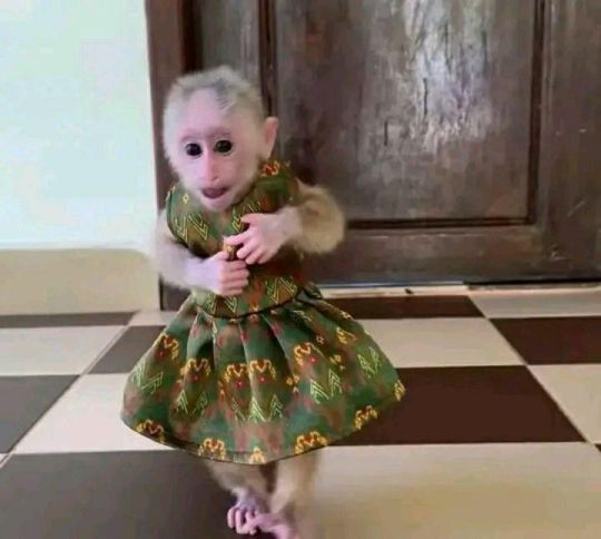 Freely playing capuchin monkey for sale