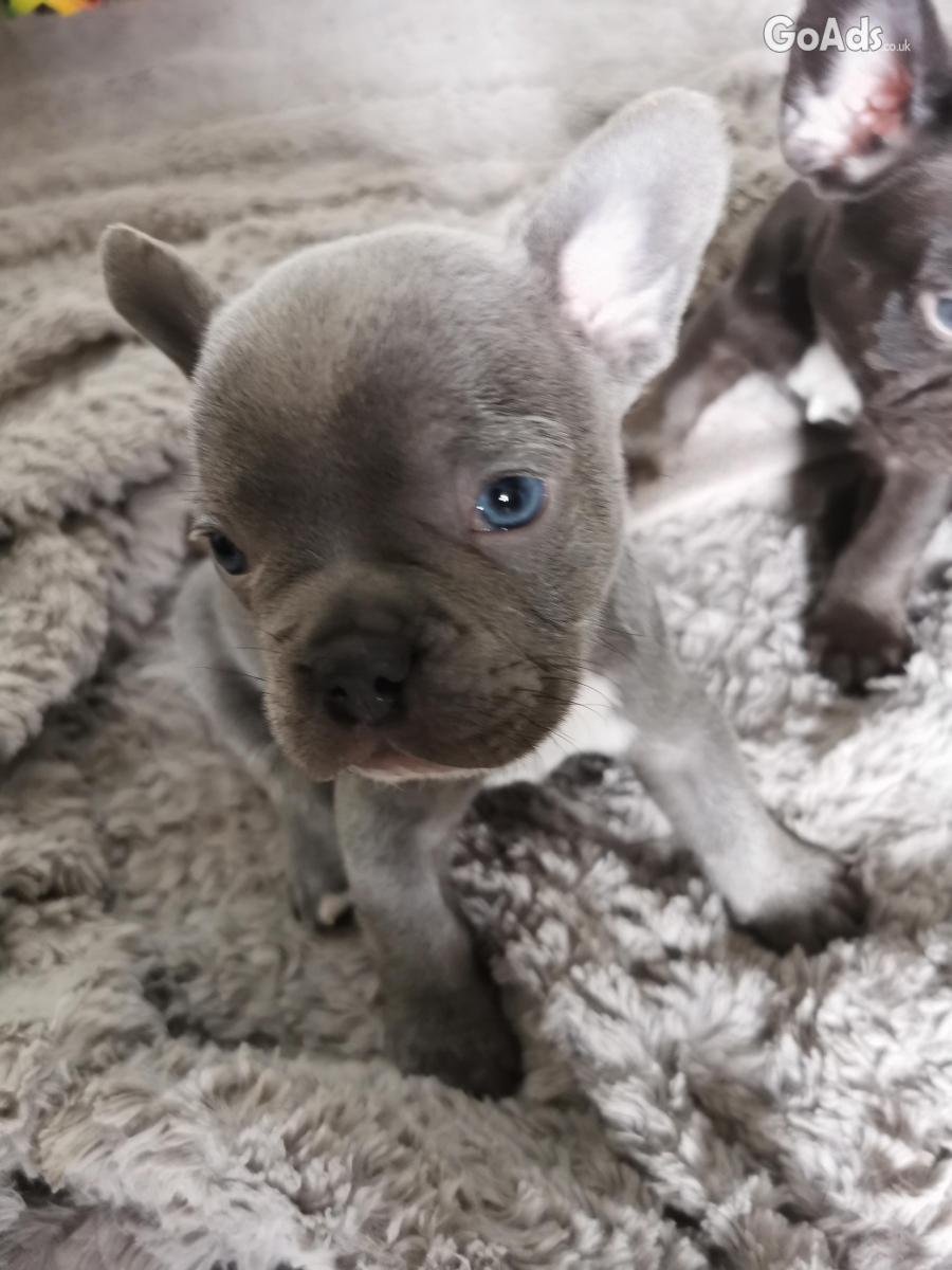 French bull dog puppies for sale 
