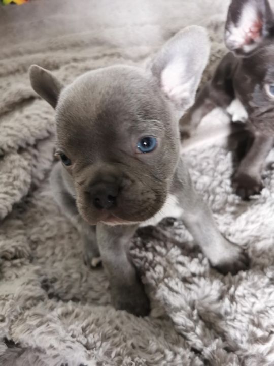 French bull dog puppies for sale