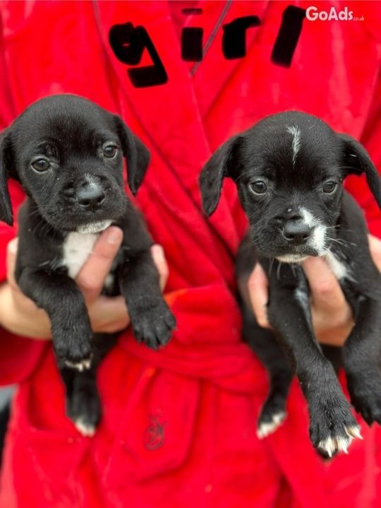 French bulldog cross cocker spaniel