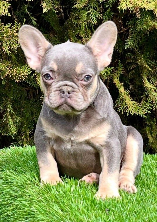 French bulldog for sale