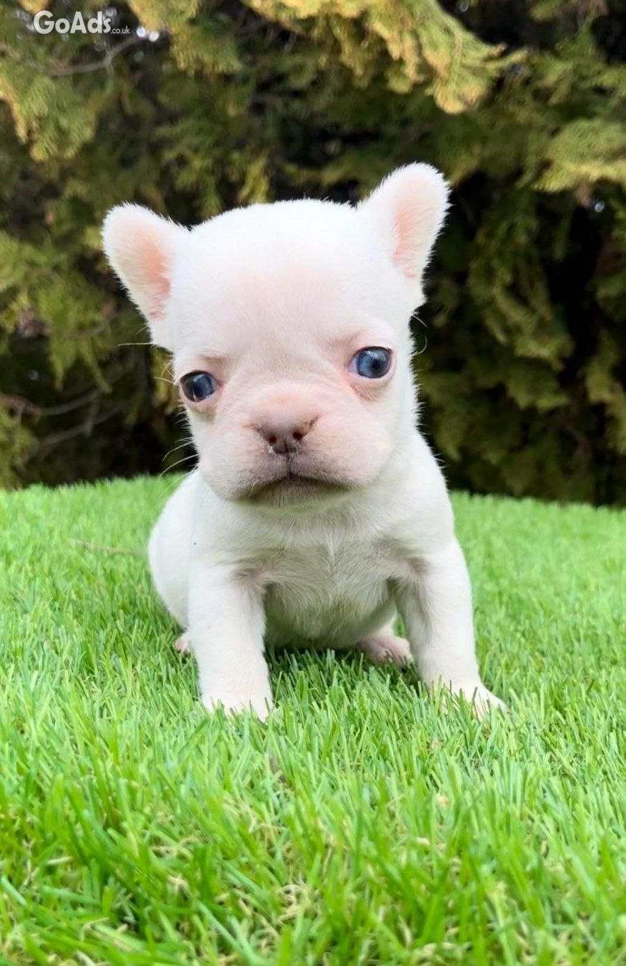 French bulldog for sale