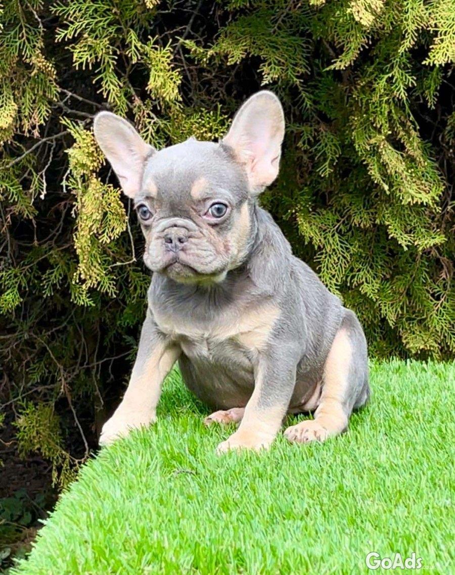 French bulldog for sale