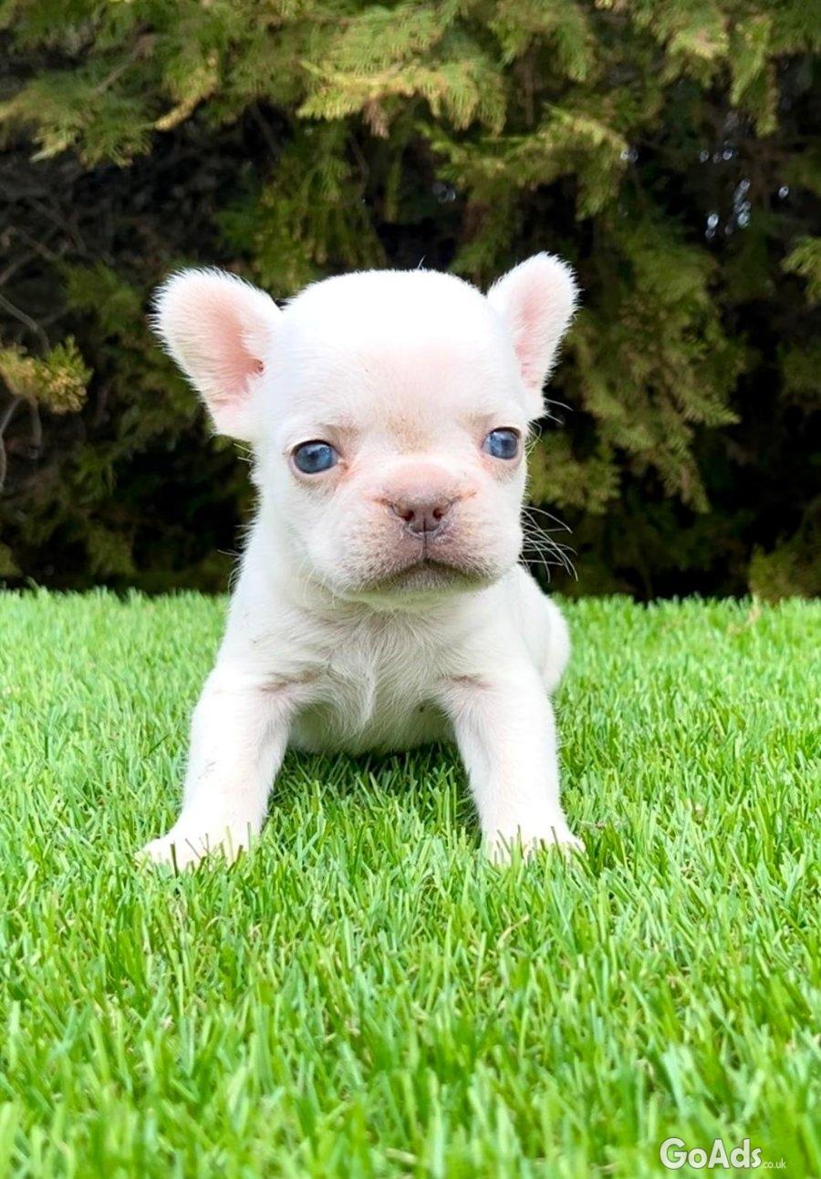 French bulldog for sale