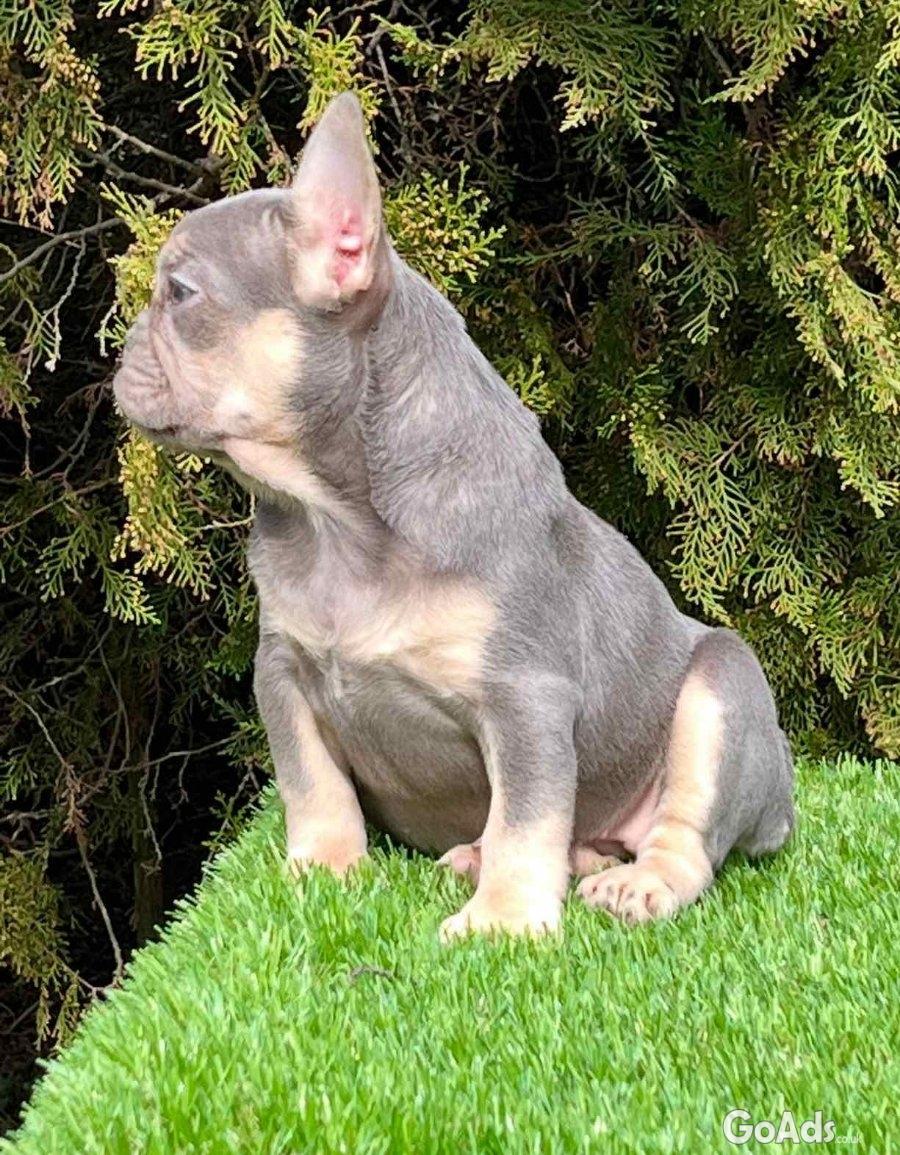 French bulldog for sale