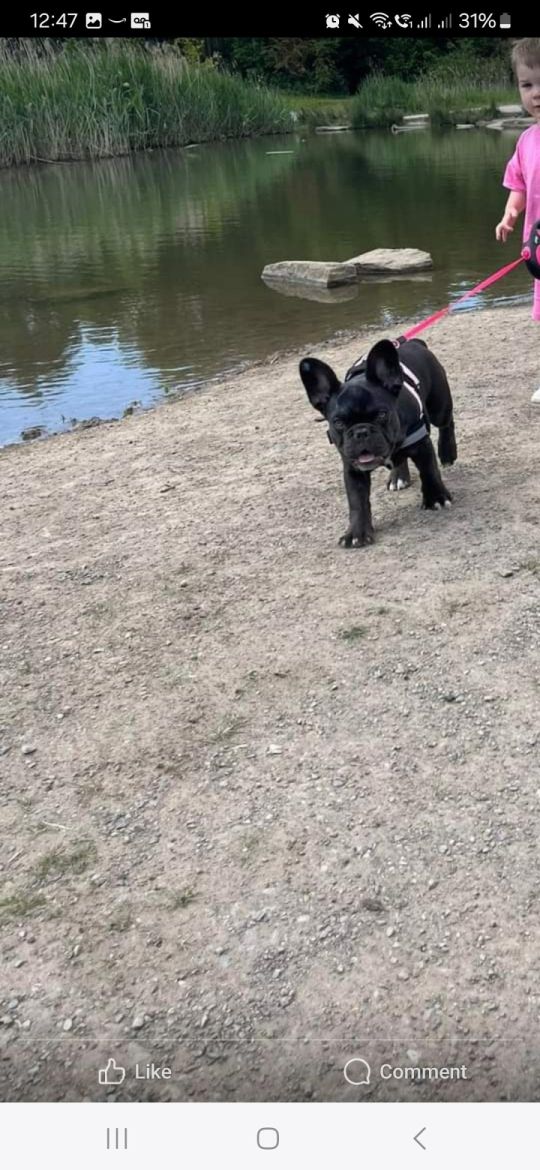 French bulldog, Minnie