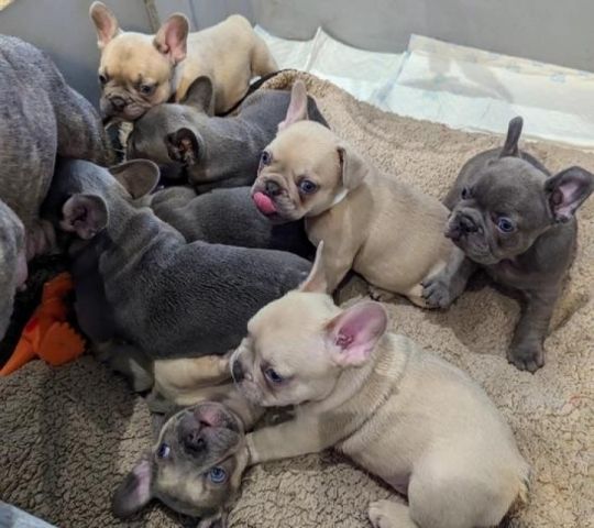 French bulldog puppies for sale.