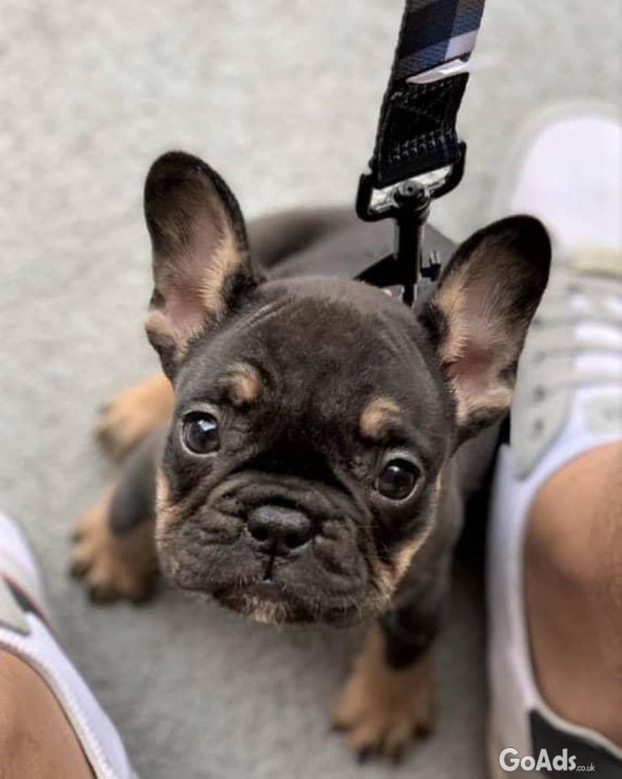 French bulldog puppies looking for new home 