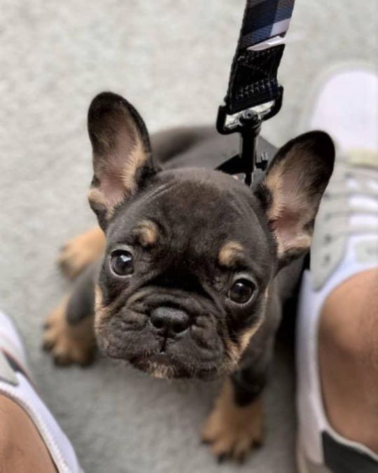 French bulldog puppies looking for new home