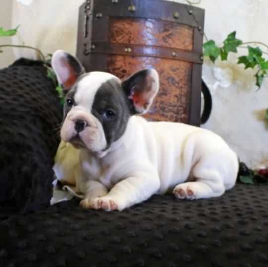 French Bulldog Puppies ready