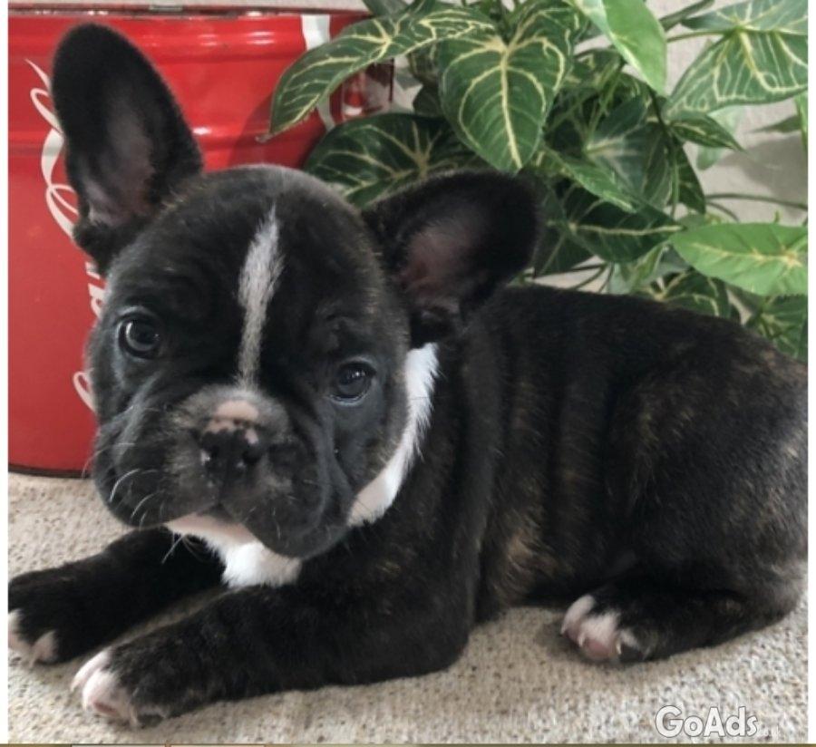 French Bulldog Puppies ready