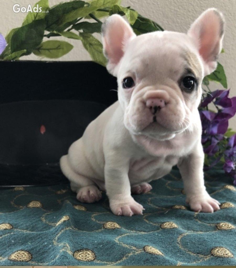 French Bulldog Puppies ready