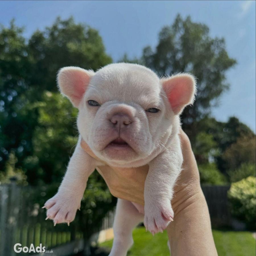 French Bulldog puppies