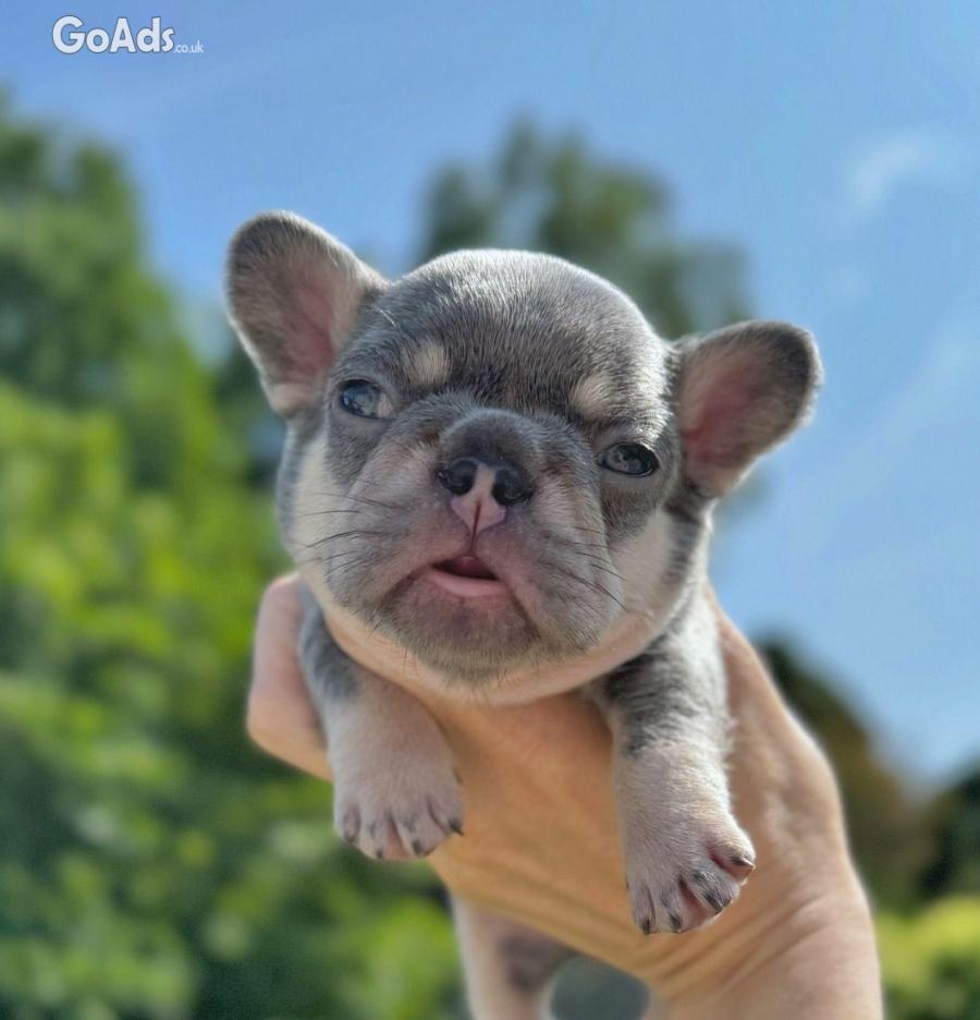 French Bulldog puppies