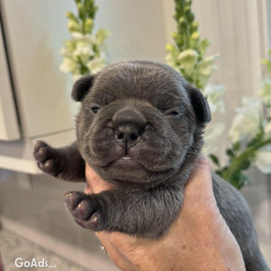 French Bulldog puppies