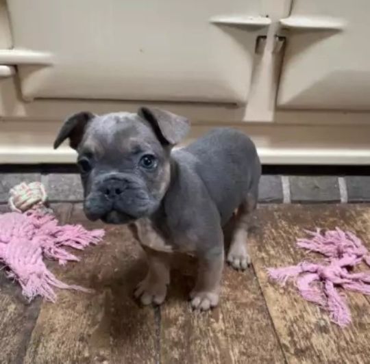 FRENCH BULLDOG PUPPY