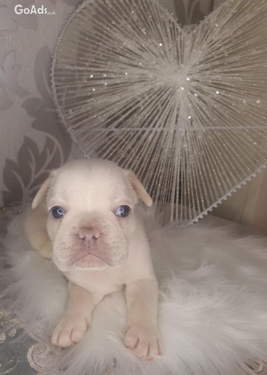 French bulldog puppys