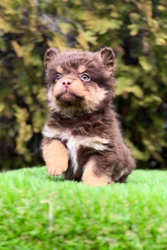 French bulldog with hypoallergenic hair