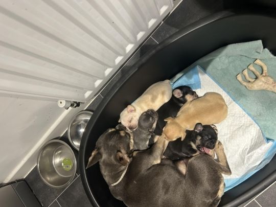 French bulldogs 4 females 1 stud