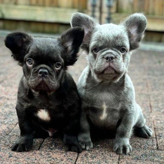 French Bulldogs, Frenchies, Fluffy frenchies