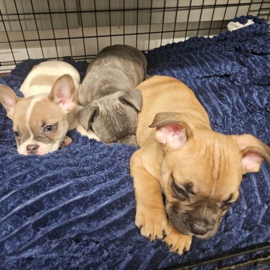 Frenchie puppies ready