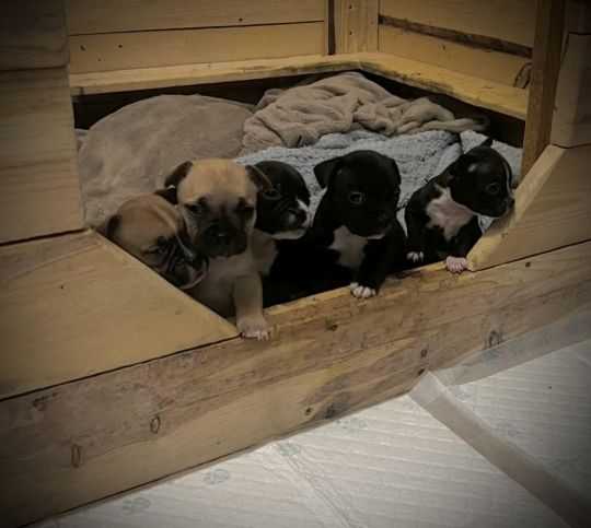 Frenchie X staffy puppies “Fraffies”