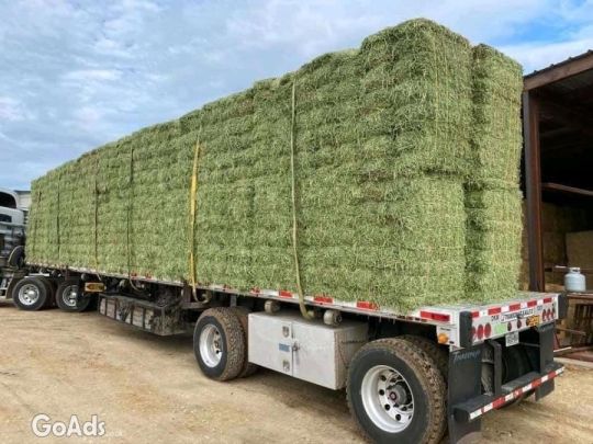 Fresh & Dry Alfalfa Hay.