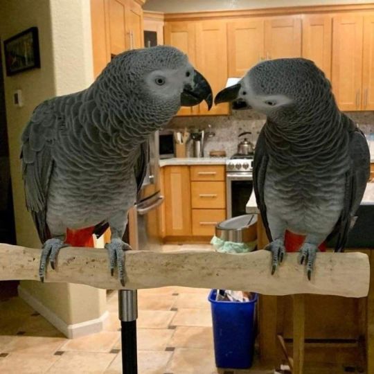 Friendly African Grey Parrots To Be Rehomed