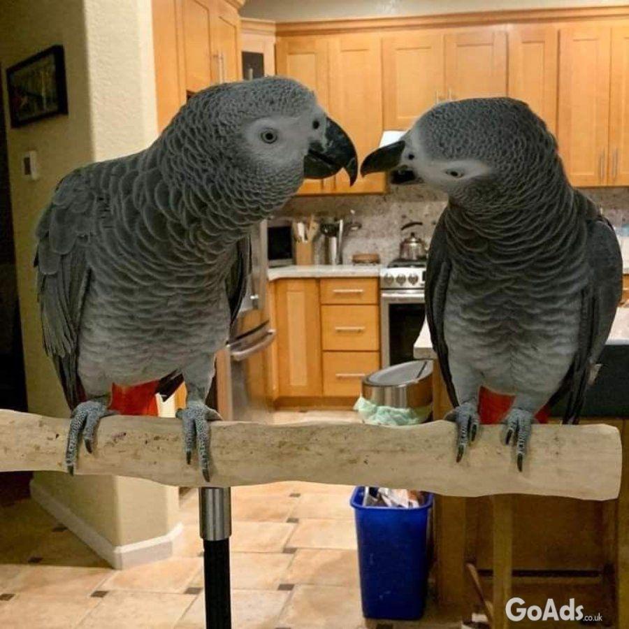 Friendly African Grey Parrots To Be Rehomed