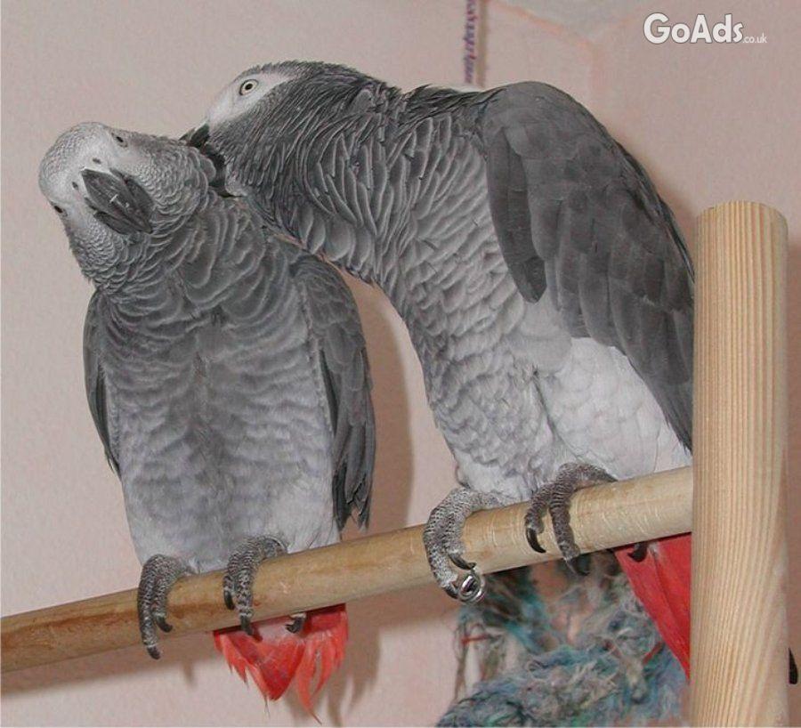 Friendly African Grey Parrots To Be Rehomed
