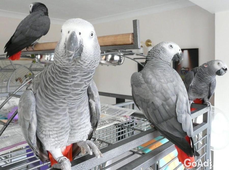 Friendly African Grey Parrots with Cage 