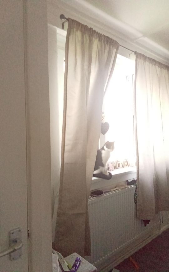 Friendly cat and lovely