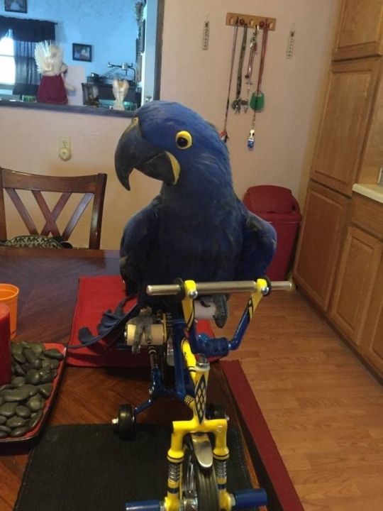 Friendly Hyacinth Macaw Parrots