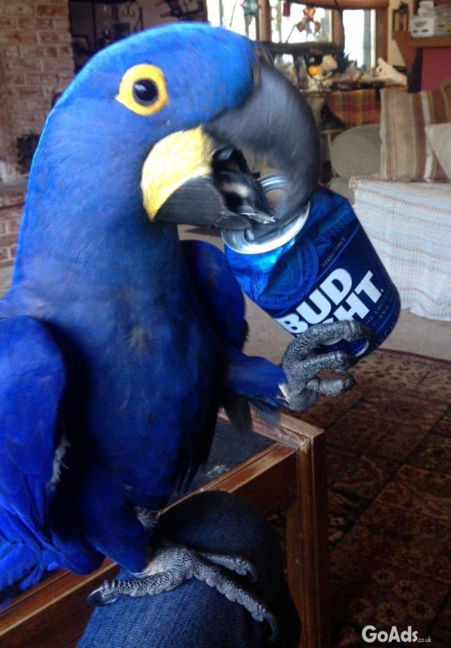 Friendly Hyacinth Macaw Parrots
