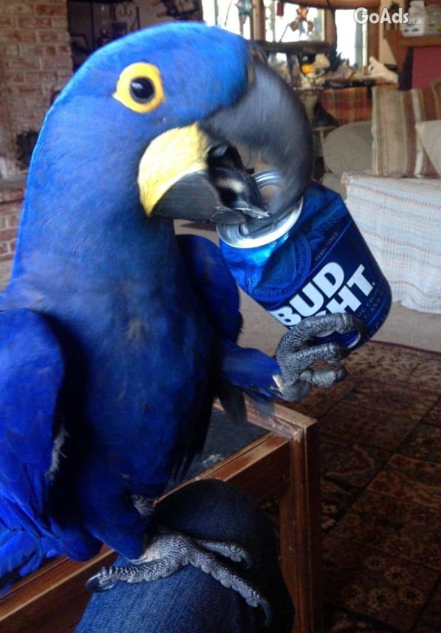 Friendly Hyacinth Macaw Parrots