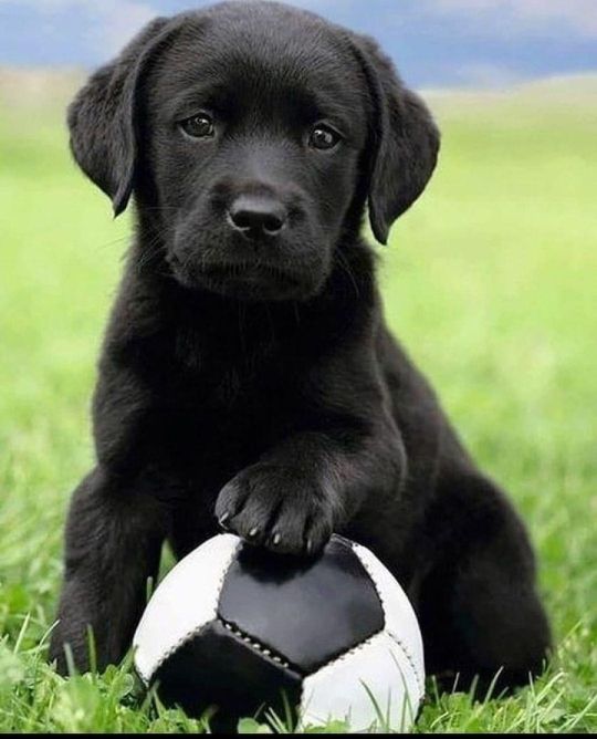 Full Bloodlines Labrador Retriever Puppies