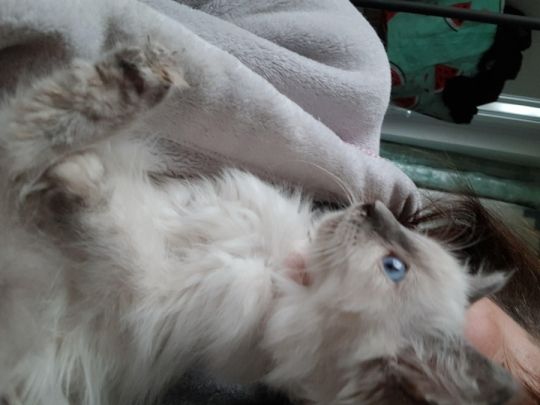 Full Fluffy Ragdolls