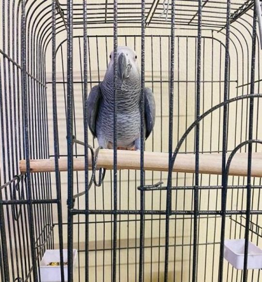 Fully Hand reared african grey parrot