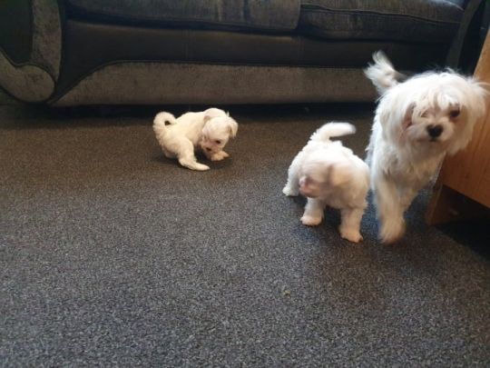 Fun to play with the baby dogs and very cute.