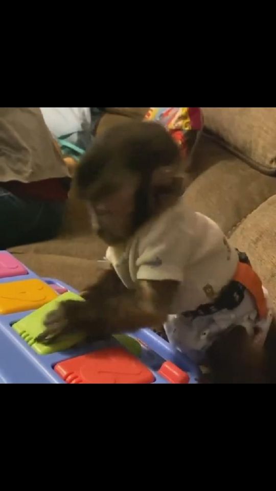 Garden baby capuchin monkey for sale