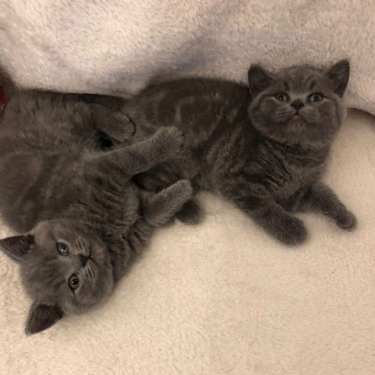 GCCF Quality ,BSH Pedigree,British Shorthair kittens
