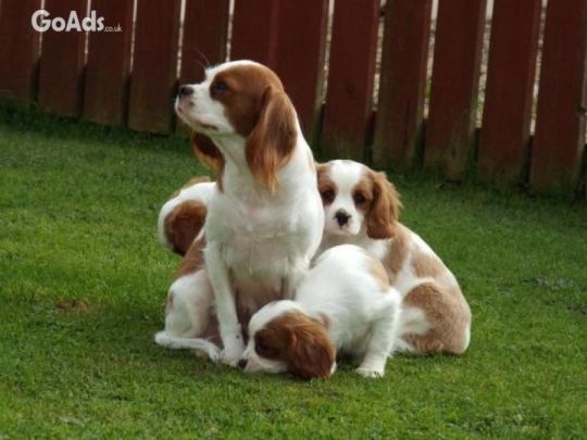 Generation Pedigree King Charles Stud 