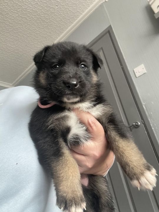 Gerberian Shepsky Puppies