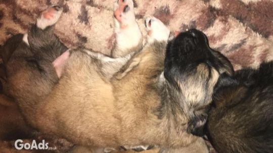 German Shepherd cross Ridgeback