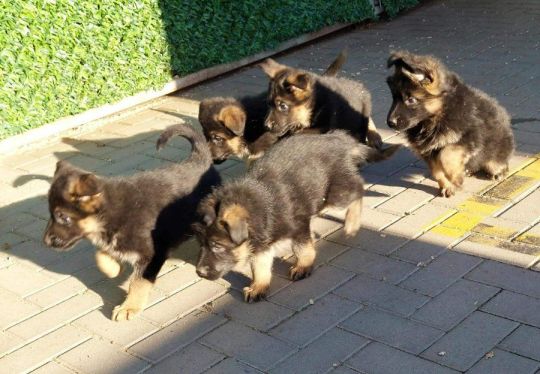 German Shepherd Dog