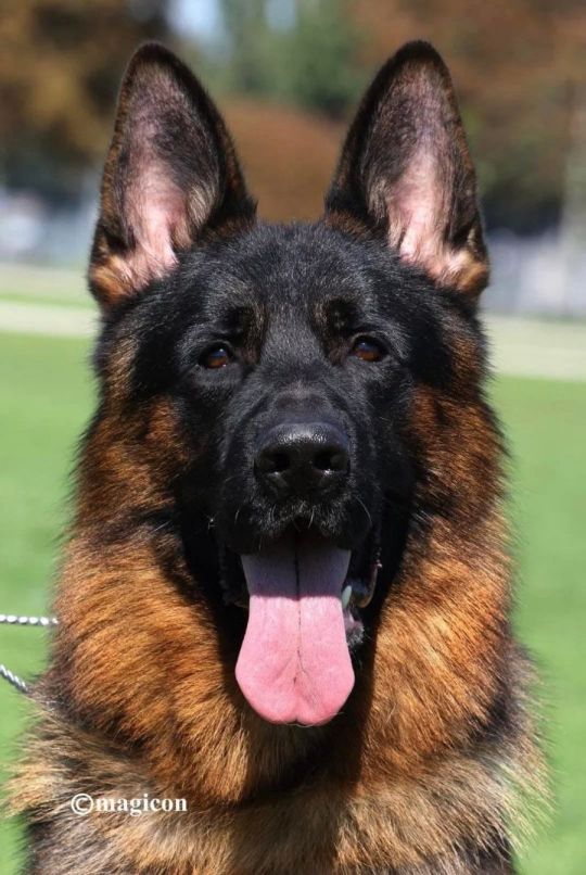 German Shepherd female puppies