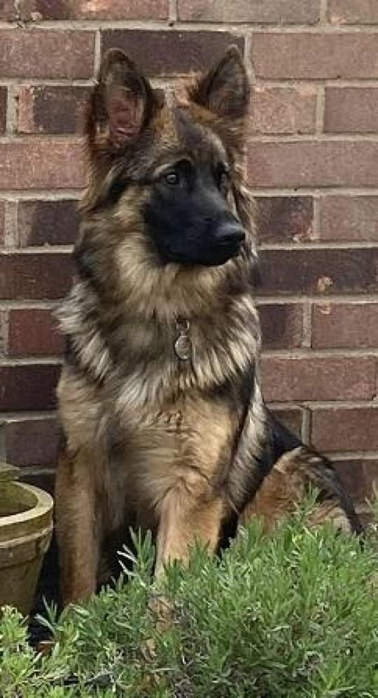 GERMAN SHEPHERD FOR SALE