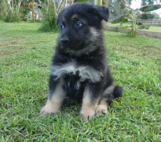 German Shepherd Puppies for sale